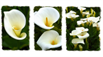 Fond d'écran gratuit de Fleurs - Lys − Nenuphares numéro 62021